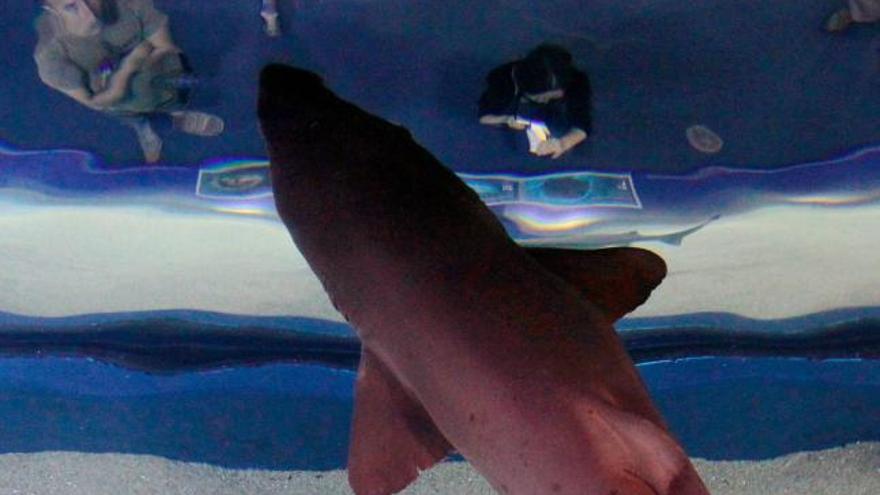 Varias personas contemplan unos tiburones en el Oceanográfic que celebra la semana del Tiburón con acciones especiales para concienciar sobre su conservación.