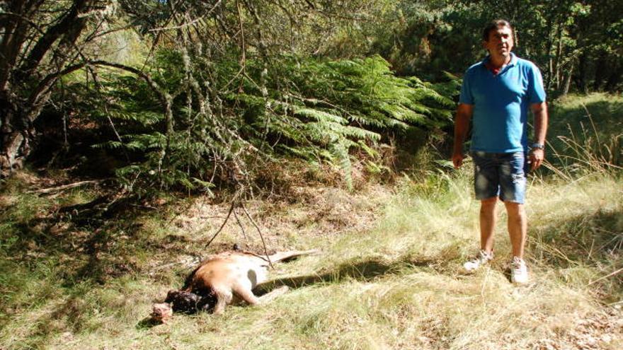 Restos de un ciervo muerto en La Culebra por la enfermedad.
