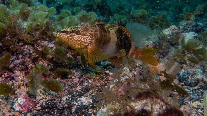 El cable eléctrico submarino entre Lanzarote y Fuerteventura mejora la biodiversidad marina