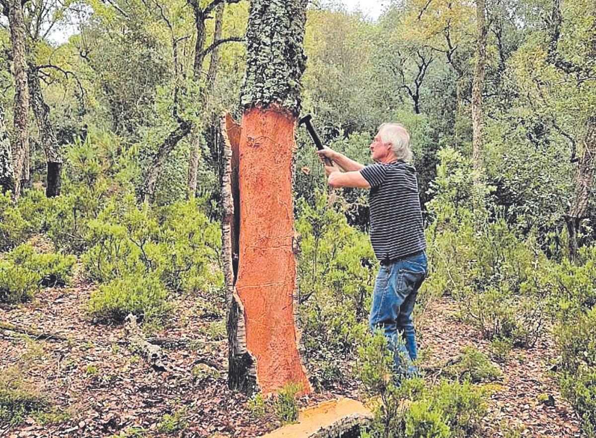 Eloi Madrià pelant un arbre al bosc fa uns anys.