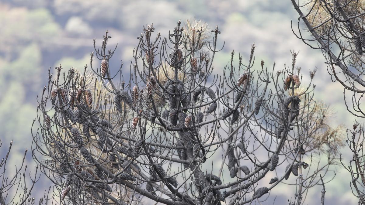 El Paraje de las Peñas Blancas en Estepona arrasado por el fuego.