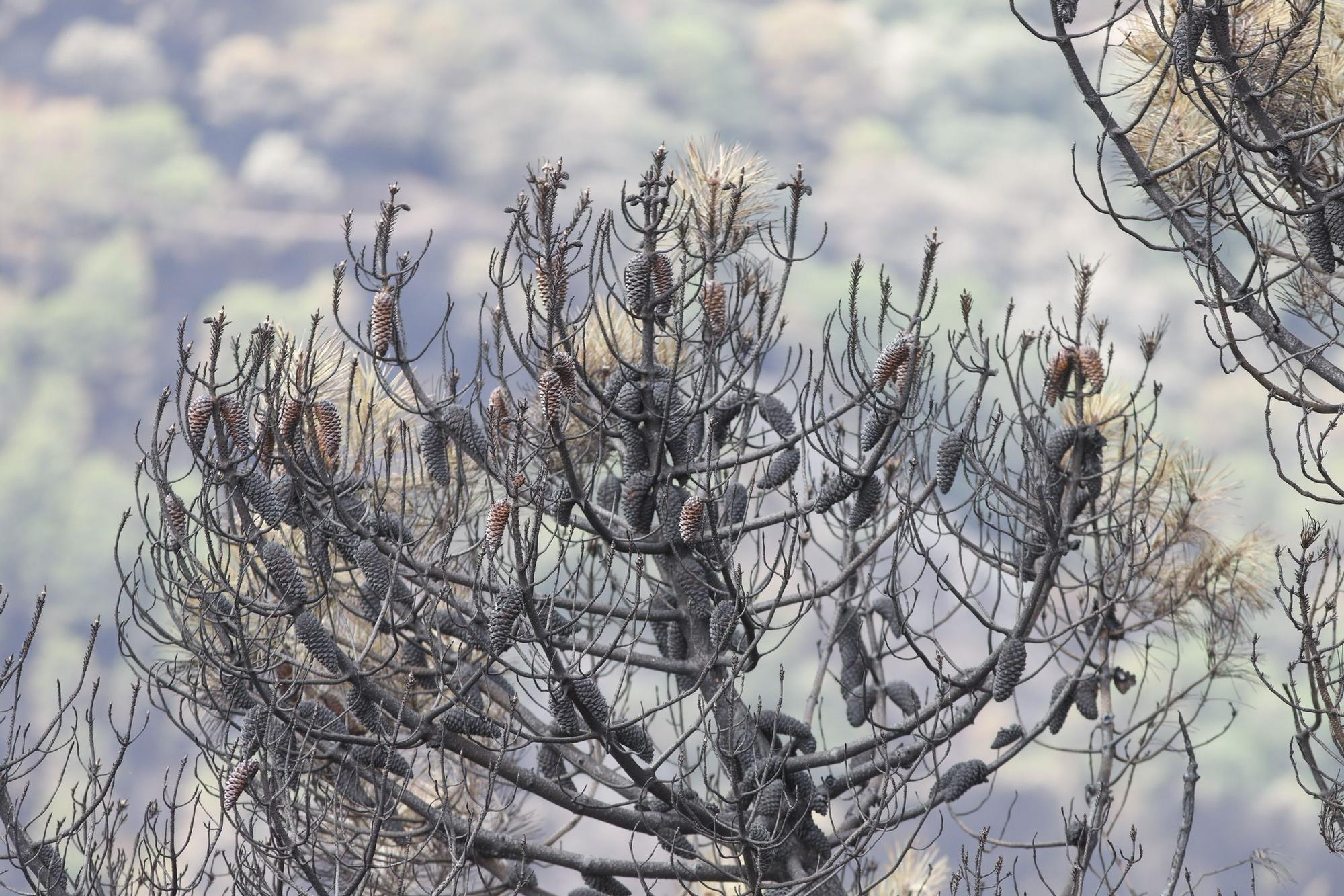 El Paraje de las Peñas Blancas en Estepona arrasado por el fuego