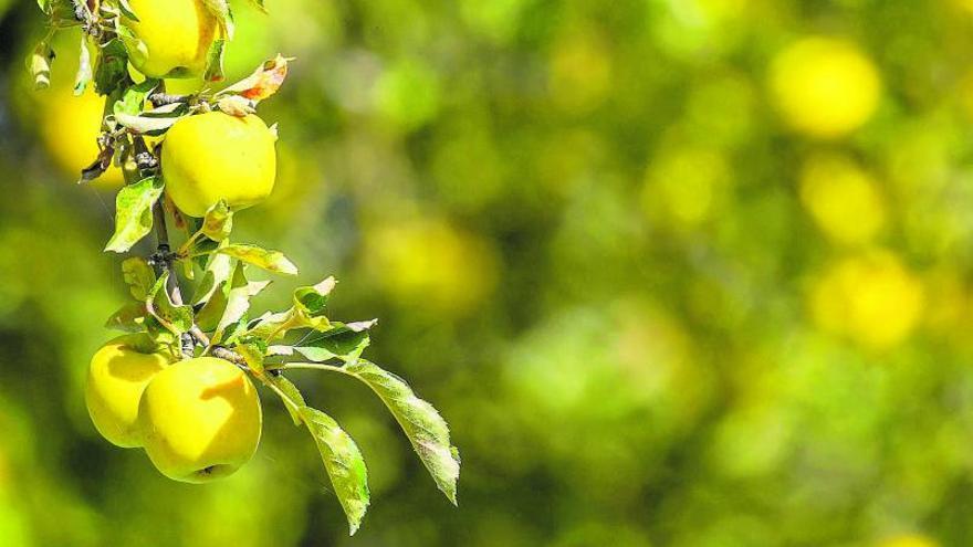 Los manzanos, uno de loscultivos más vulnerables al  calentamiento.