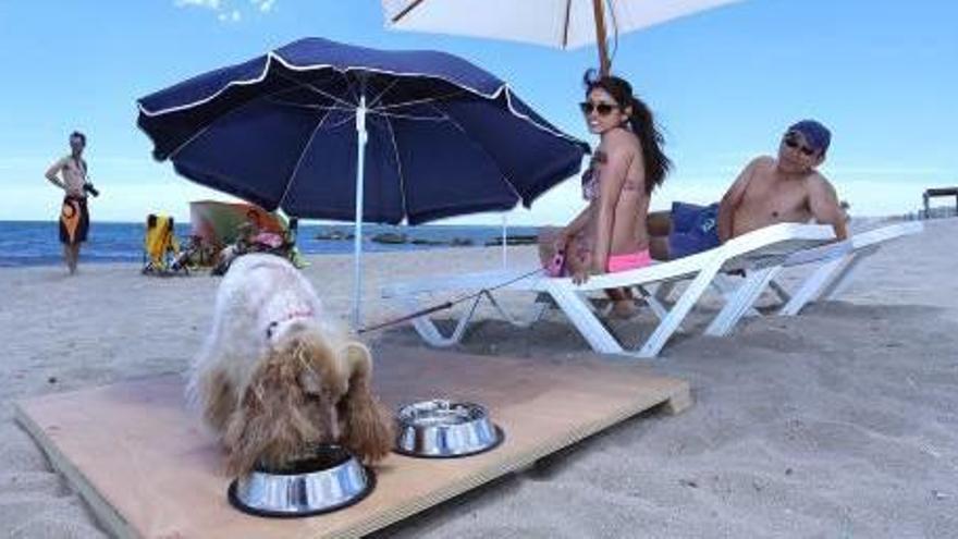 Las mascotas   de Alicante ya tienen playa