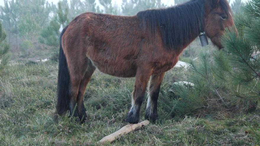 Reunidas 64.000 firmas en solo 24 horas para reclamar una ley de protección para caballos