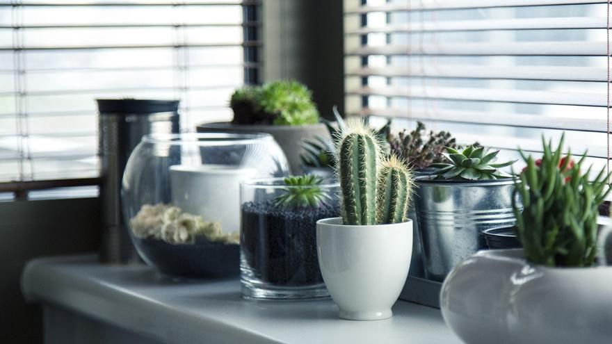 Ideas para redecorar tu casa con plantas y convertir tu hogar en un lugar más relajante