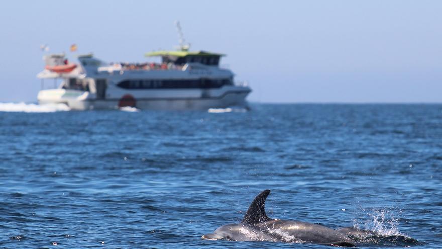 Denuncian malas prácticas de bañistas y navegantes con cetáceos