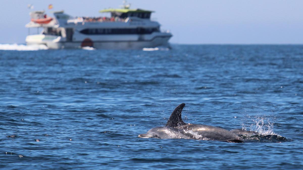Una manada de arroaces en las costas de Galicia.