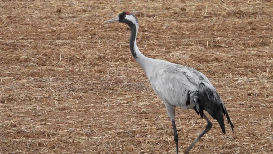 Una grulla en la zona de Gallocanta, estos días.  | GOBIERNO DE ARAGÓN