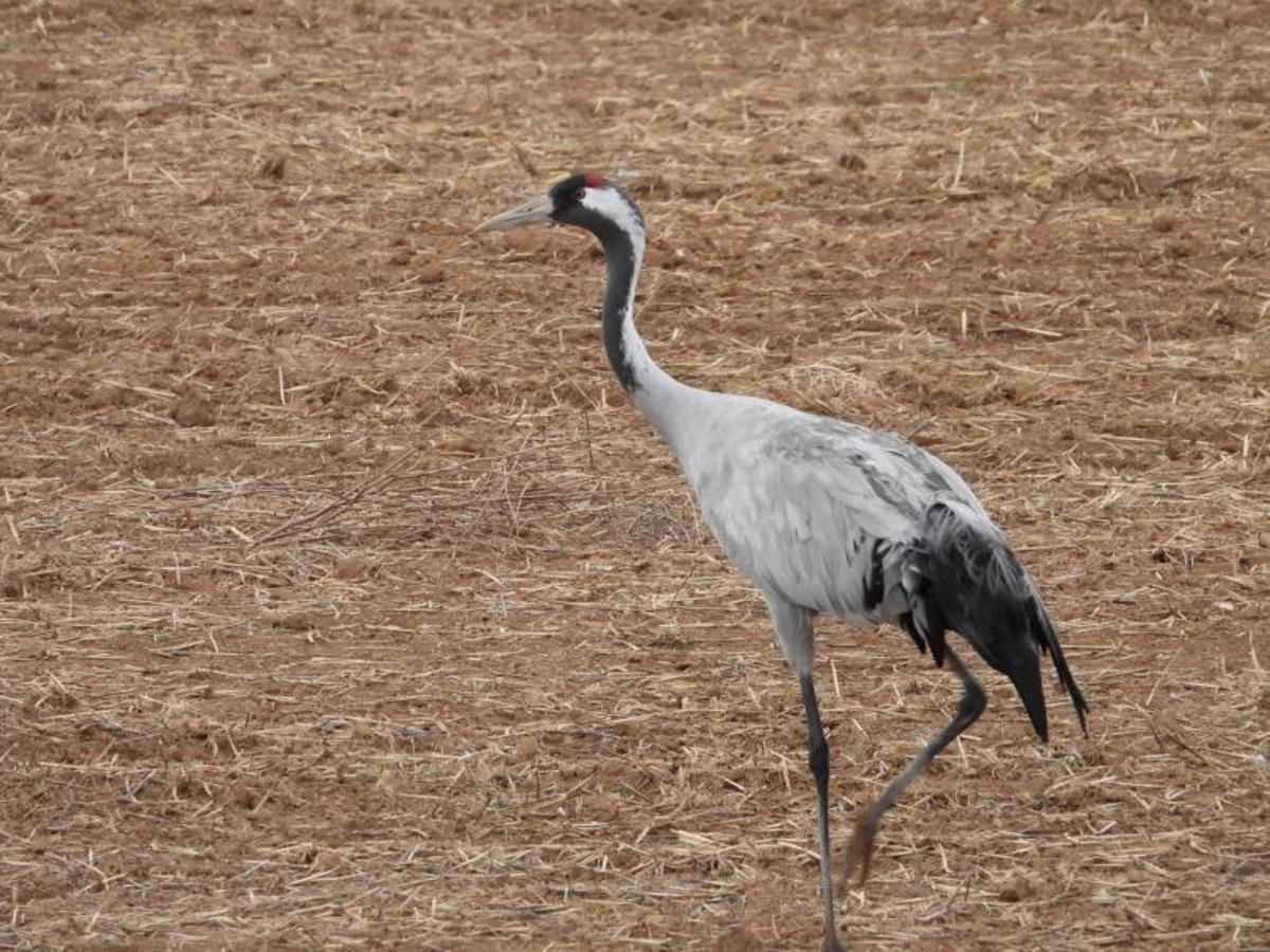 Una grulla en la zona de Gallocanta, estos días. | GOBIERNO DE ARAGÓN