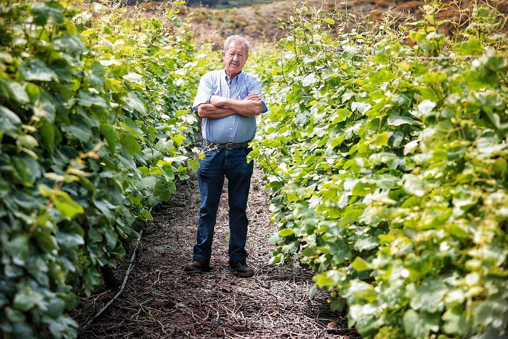 Sector vitivinícola. Bodegas Marba