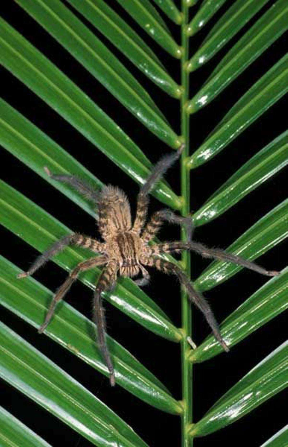 Araña cazadora sobre una hoja de palmera en Belice.