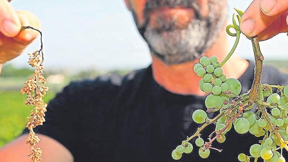 Un agricultor de Montilla muestra un racimo afectado por el mildiu y otro sano.
