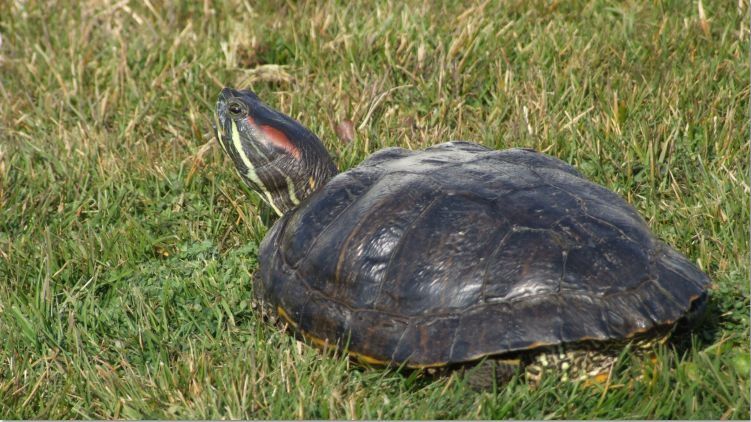 Tortuga Florida, prové del Nord-est d'Amèrica