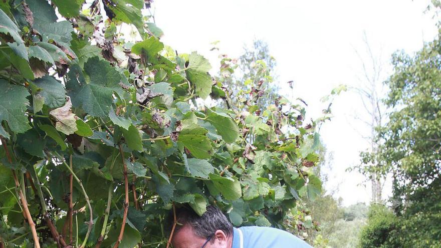 Los viñedos sufren estrés por la sequía y el calor, y existe incertidumbre por la próxima vendimia