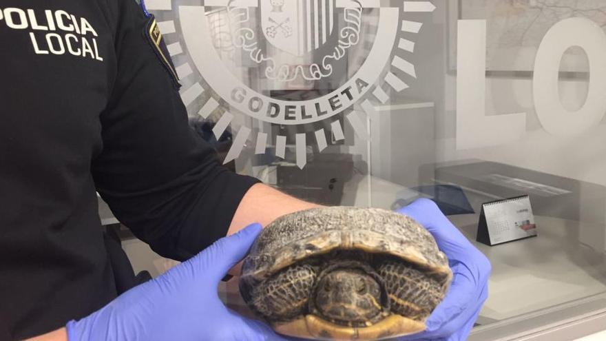 Salvan a una tortuga exótica de ser arrollada en una carretera de Godelleta