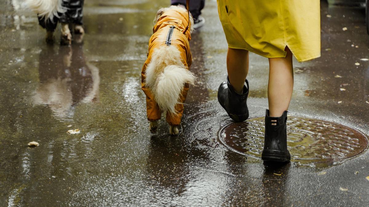 Una buena forma de pasear a tu perro mientras llueve y protegerlo es ponerle un chubasquero o un mono.