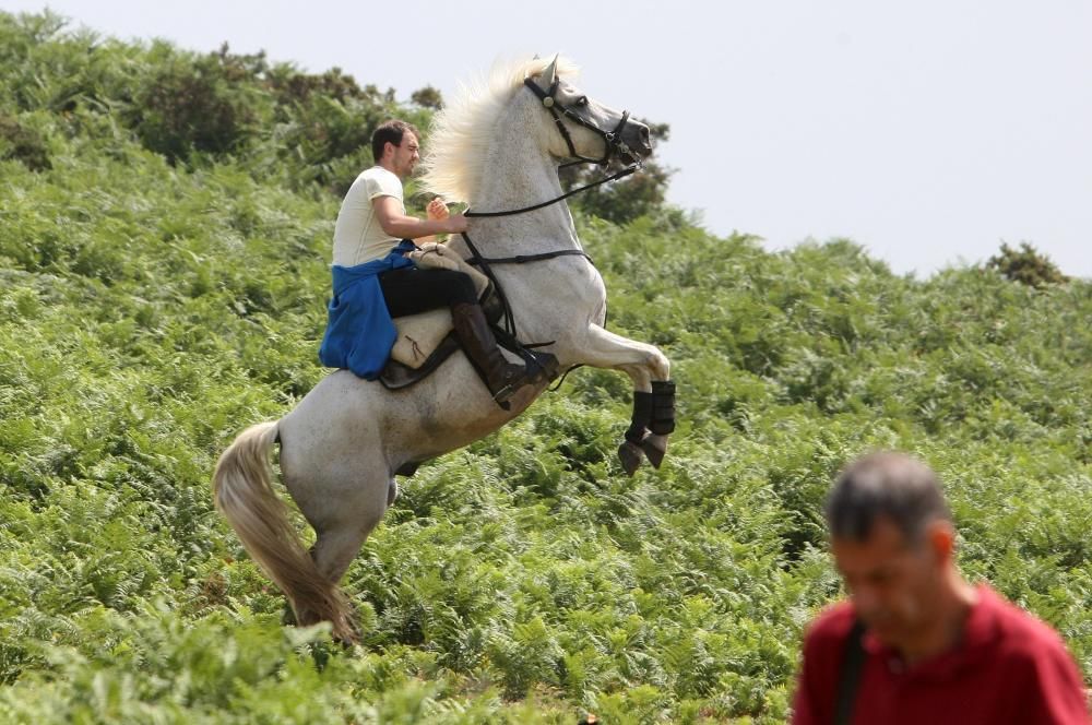 Rapa das Bestas de Sabucedo 2017