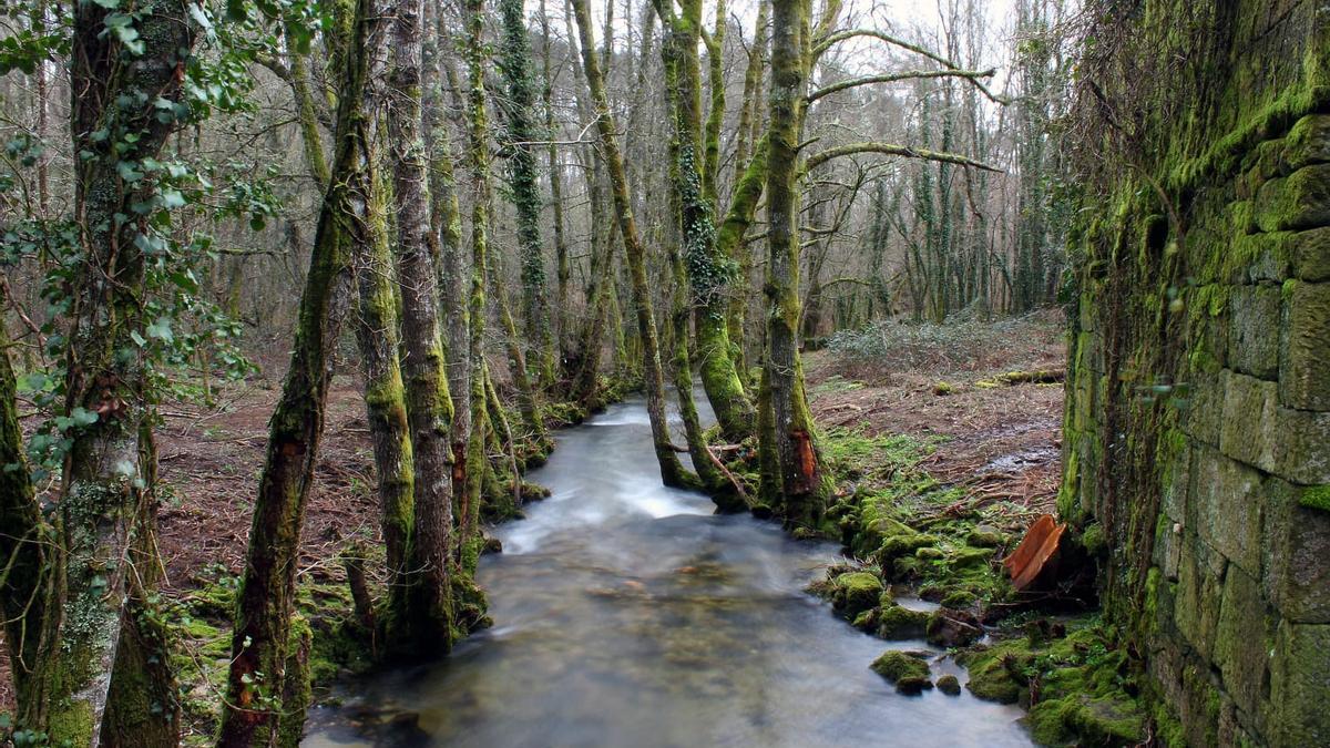 Naturaleza fluvial en una de las sendas por las que es posible transitar en Cea. // CONCELLO DE CEA