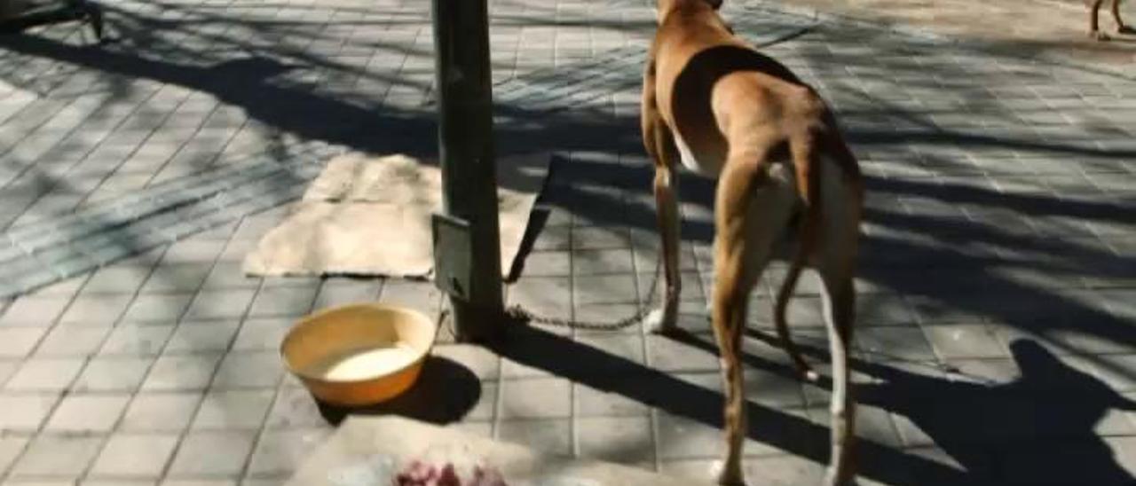 Cien mil perros son abandonados en España, según las protectoras