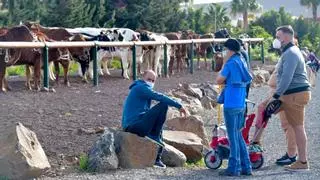 San Sebastián, el santo protector de la peste celebra su fiesta en Agüimes, Gáldar y Agaete