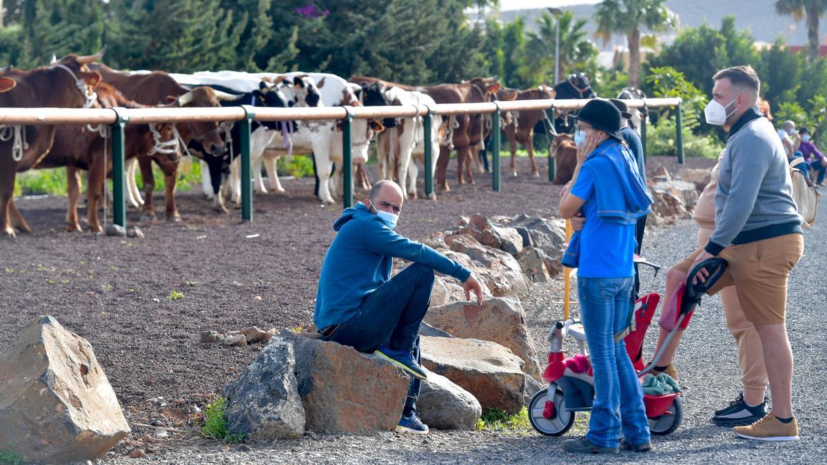 Feria de ganado de Agüimes el año pasado en las fiestas de San Sebastián