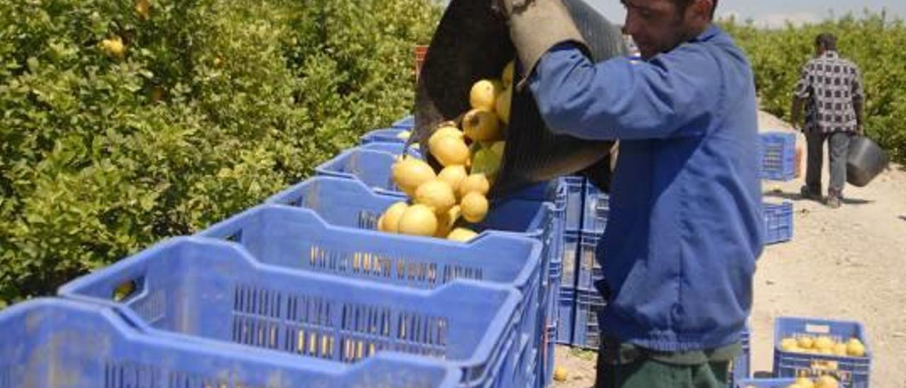 Asaja denuncia presiones de un lobby para reducir el precio del limón