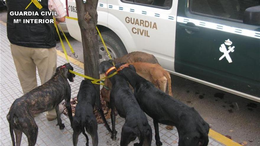 Tres detenidos por robar galgos