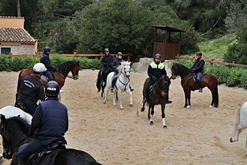 Die Pferde der Reiterstaffel der Polizei