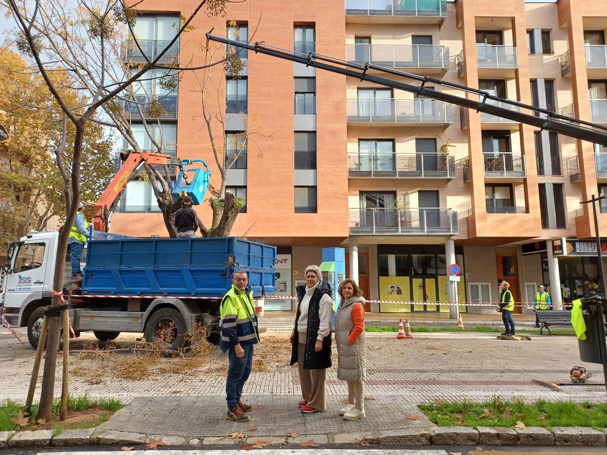 Inca sustituye una treintena de árboles de la Gran Via de Colom que presentan “defectos estructurales”