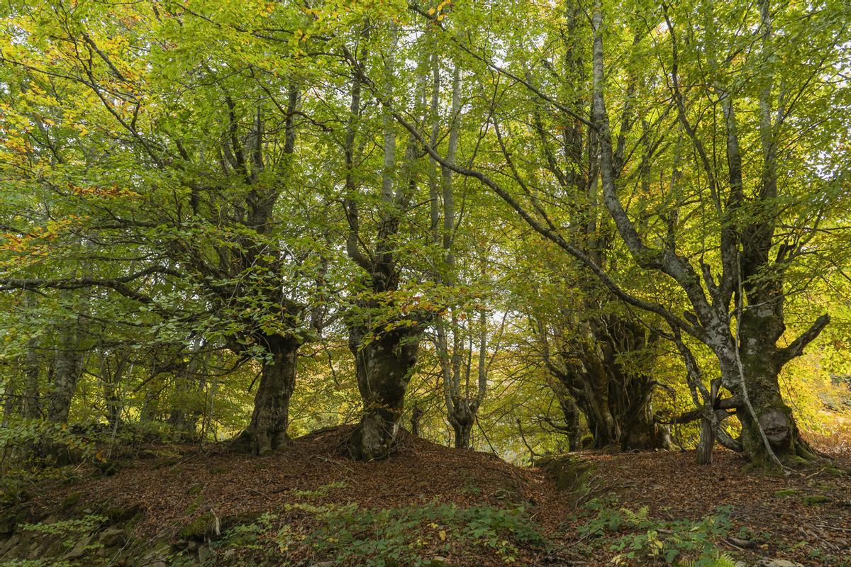 Bosque de hayedos en Soto de Sajambre
