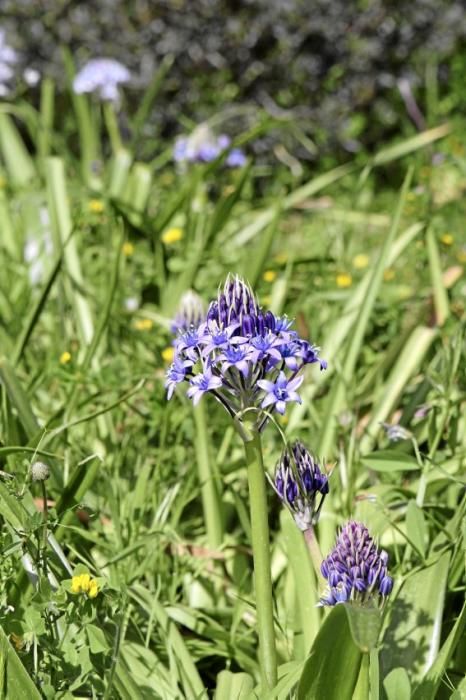 In Ariant blühen die mediterranen Pflanzen um die Wette. In dem von Heidi Gildemeister entworfenen Garten wird vieles den Launen der Natur und dem Zufall überlassen. Aber nicht alles.