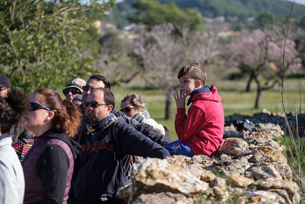 Recorrido histórico por los almendros de Corona