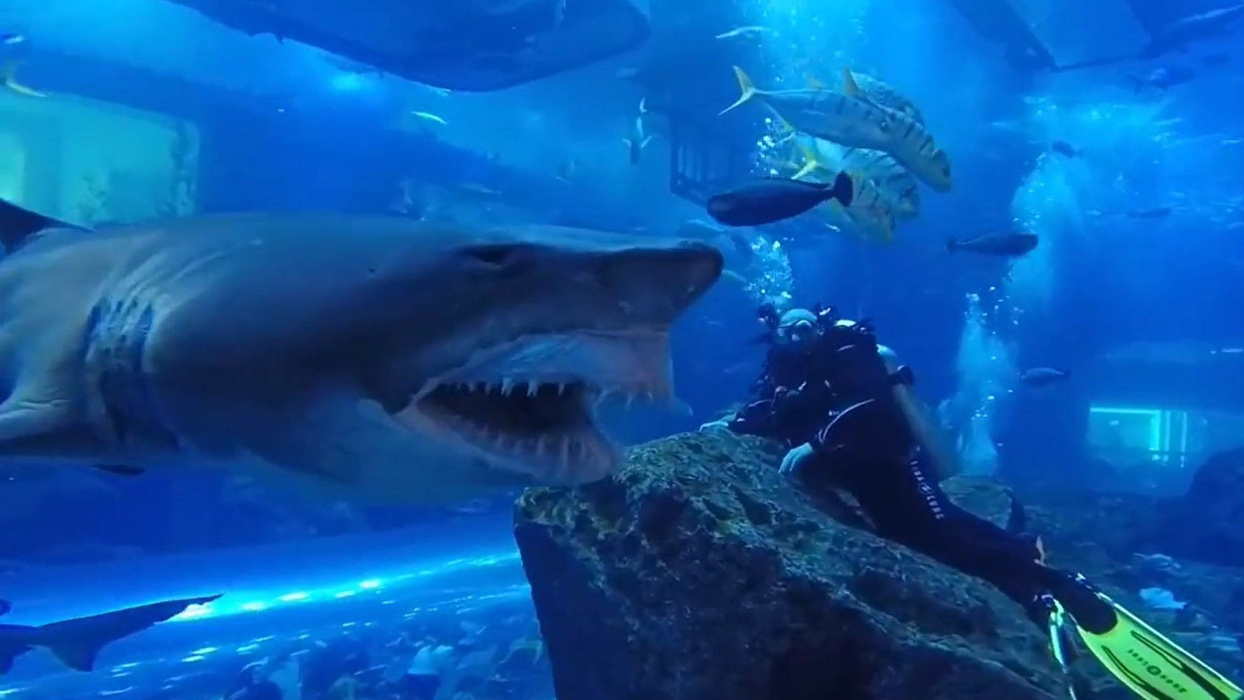 Dos buceadores, impávidos mientras un tiburón les rodea abriendo y cerrando la boca