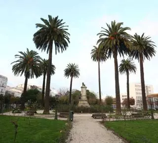 El Concello de A Coruña prueba un nuevo tratamiento contra el picudo rojo para salvar las palmeras