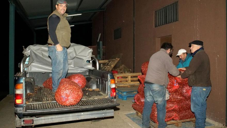 Un alistano salvará la campaña de castañas con la recogida de 600 toneladas
