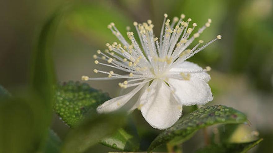 Flores de mirto en el mes de noviembre.