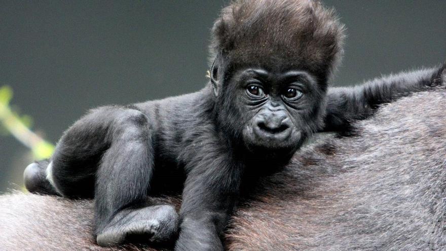 Se dispara la venta ilegal de primates por internet: centenares de casos al año en España y 1.600 en EEUU