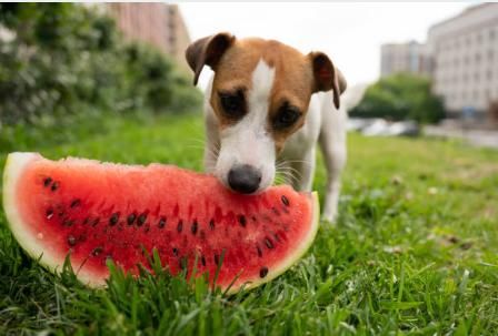 perro sandia