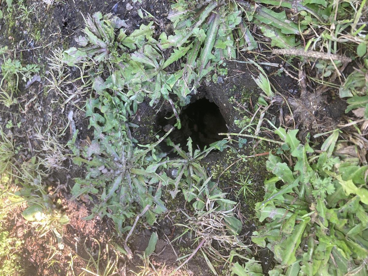 Imagen aportada por los socialistas como parte de su denuncia por la situación de las plagas en Oleiros.