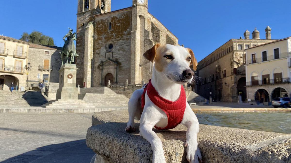 Pipper promueve el turismo con mascota en Trujillo