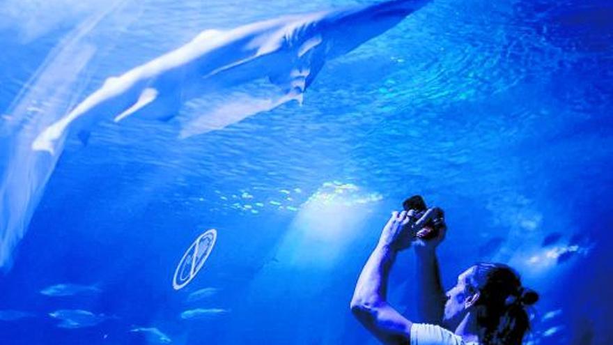 Un visitante en el túnel submarino.