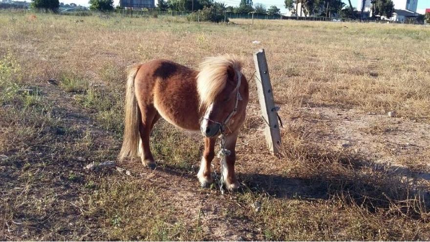 Rescatan a un poni abandonado en La Palma