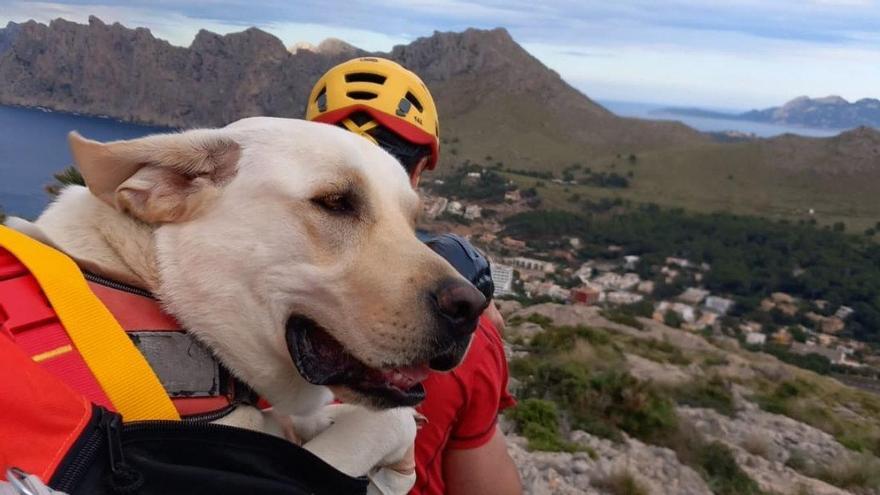 Los Bombers de Mallorca auxilian a un perro herido durante una excursión en Cala Sant Vicenç