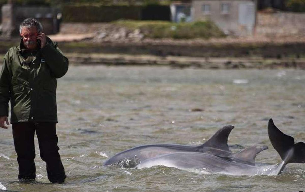 Los delfines varados en A Toxa estaban de caza y se despistaron