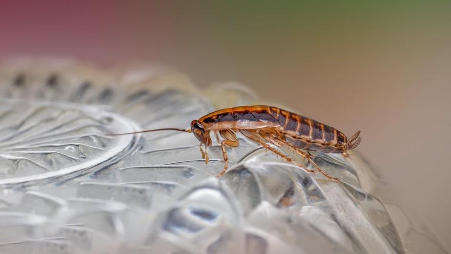 ¿Sabías que existe la alergia a las cucarachas y que está relacionada con las gambas, camarones...?