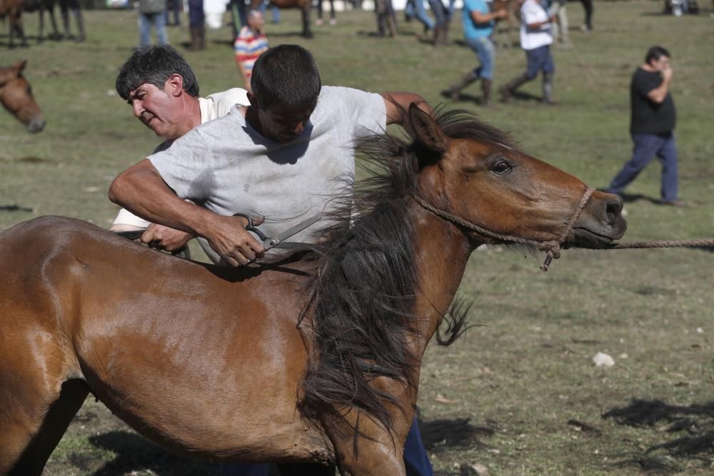 La cita confirma la recuperación de la cabaña de la Serra da Groba con 400 caballos rapados y marcados a fuego en una jornada de fiesta con cientos de espectadores