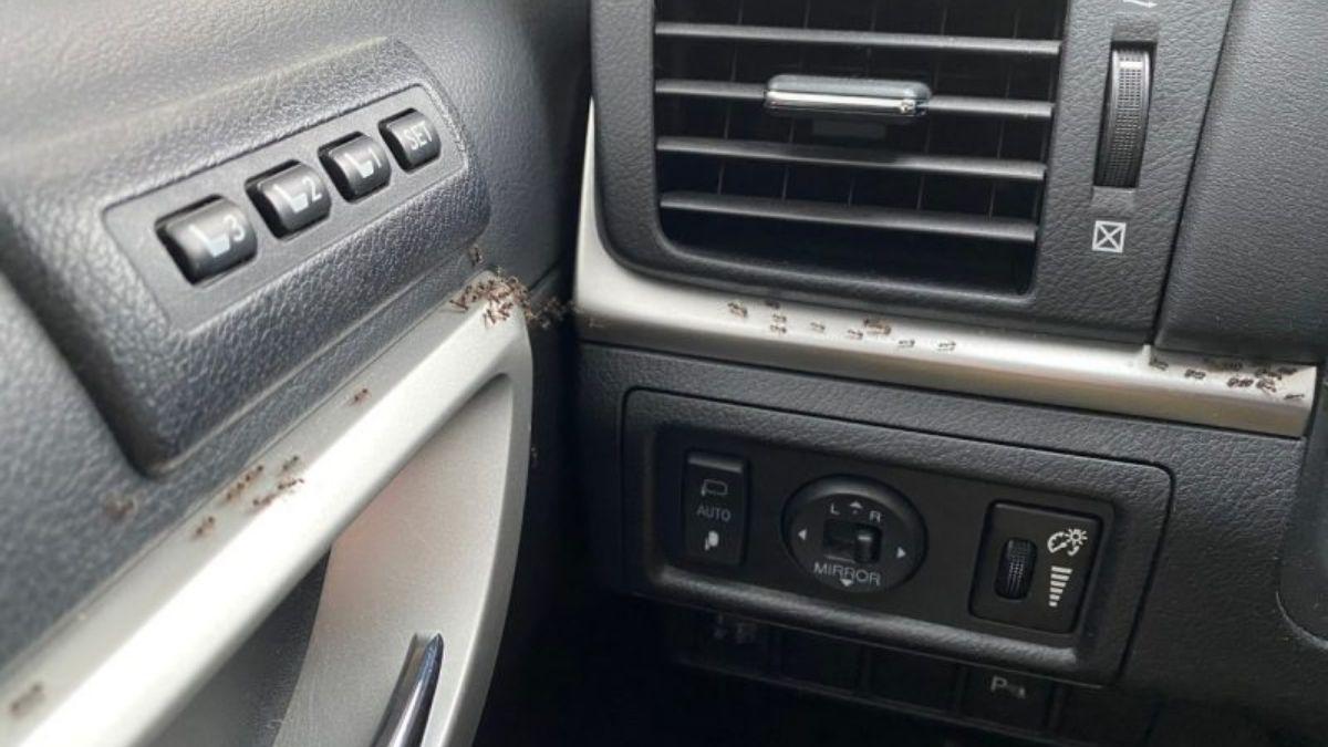 Hormigas en el interior de un vehículo, intentando encontrar un nuevo hogar.