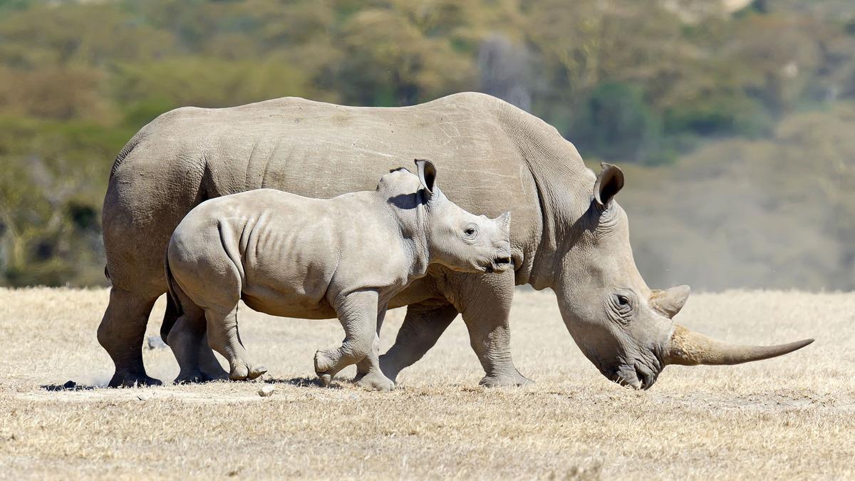 Dos ejemplares de rinoceronte blanco