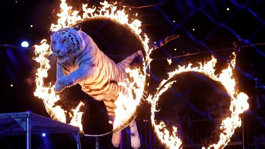 Un tigre atraviesa un aro de fuego en un circo.